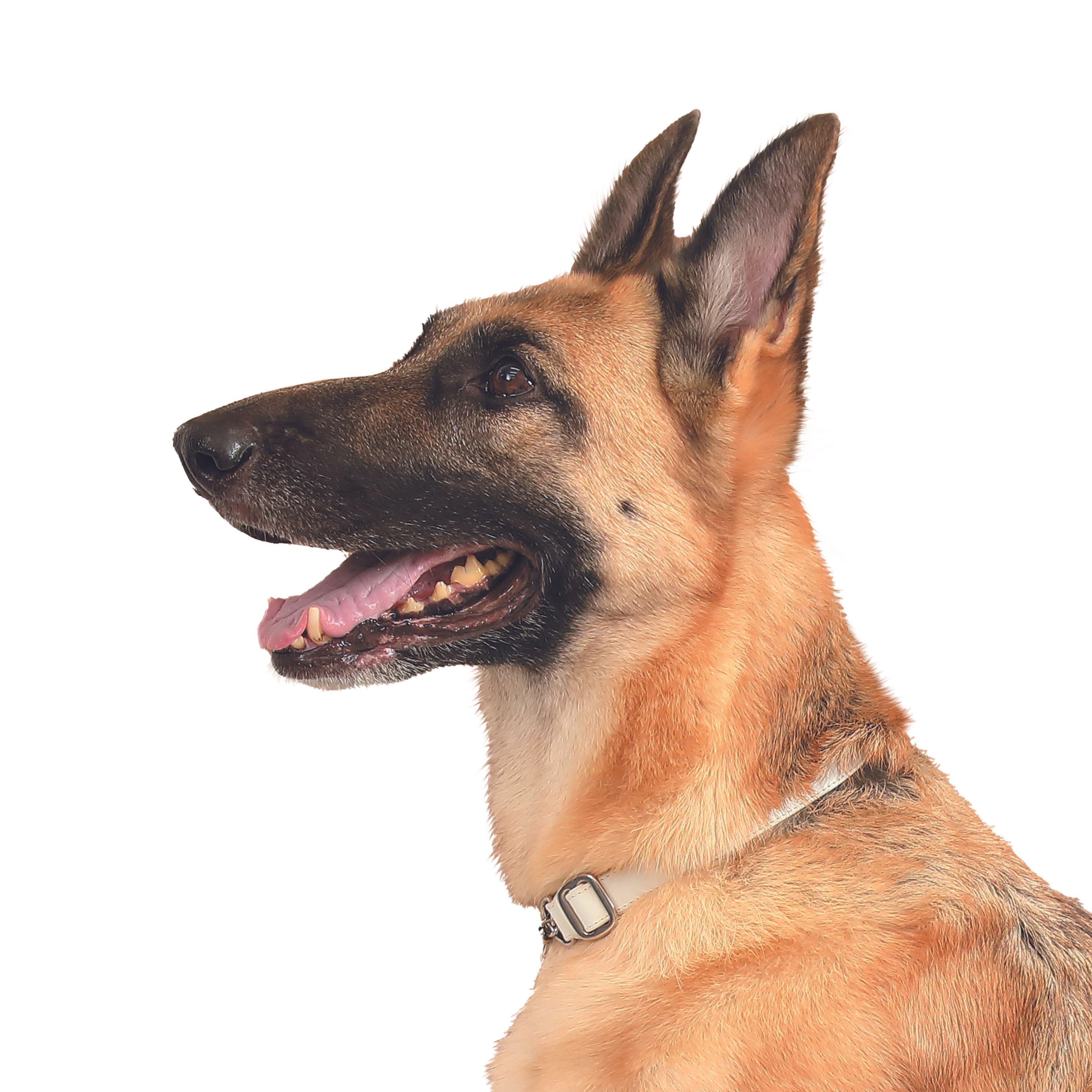 犬は茶色の毛が多い理由は だったから 犬の体に隠されたすごーいヒミツ３選 いぬのきもちweb Magazine