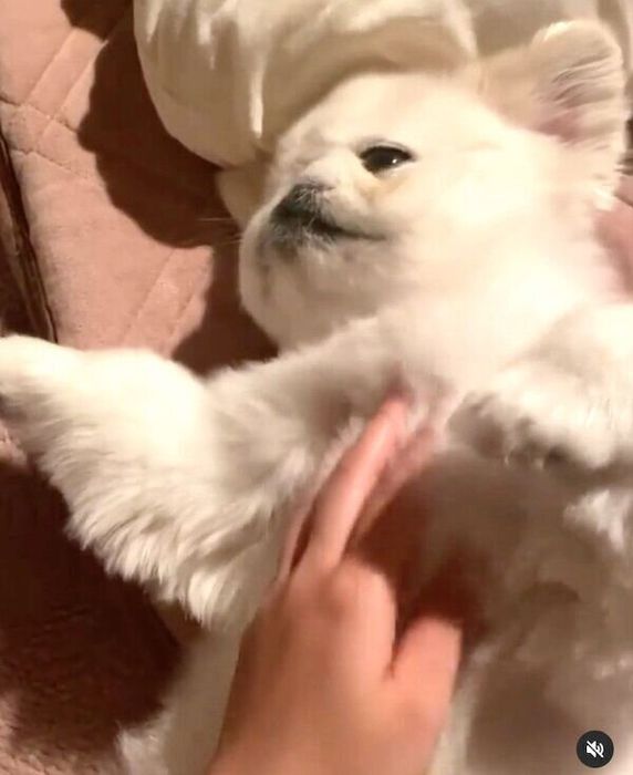 寝転がってハイタッチをするまるこちゃん