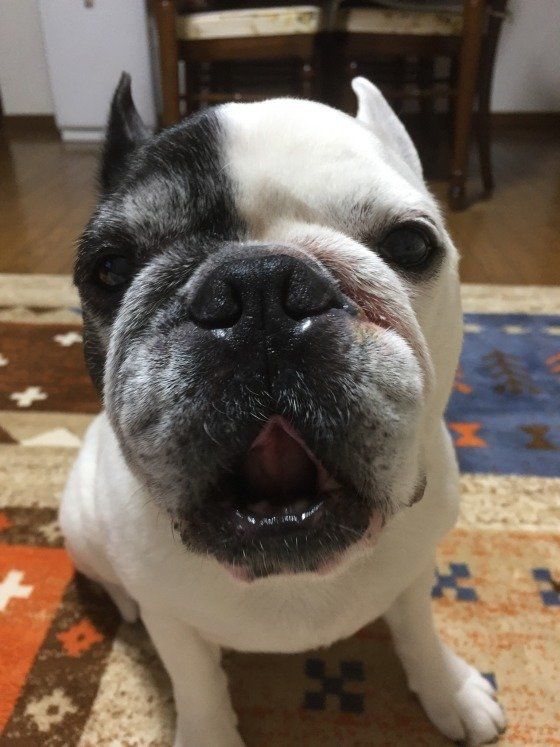 フレンチ・ブルドッグ