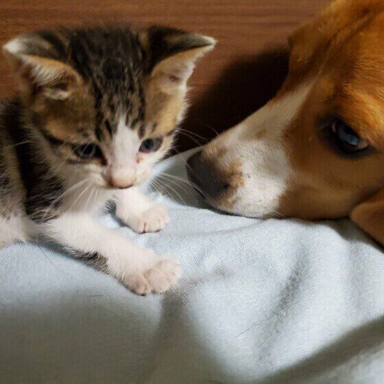 子猫を見つめるビーグル