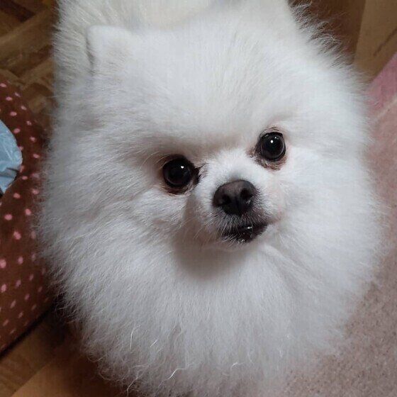 ポメラニアンのかのんちゃん