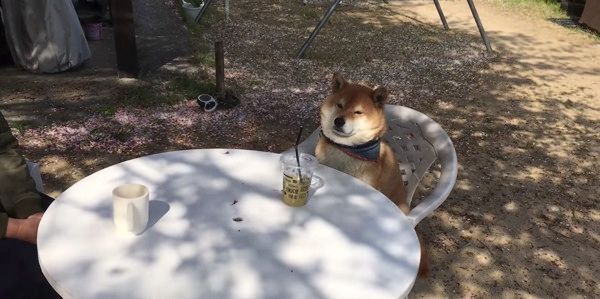 飼い主さんとお茶会をする柴犬