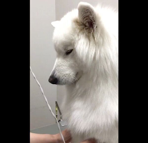 ドライヤー中に寝てしまいそうなサモちゃん