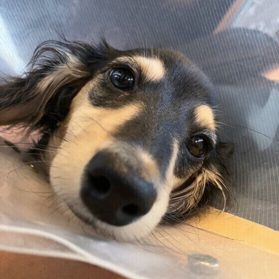 犬の去勢手術・避妊手術の術後に気をつけたいことを獣医師に聞いた いぬのきもち