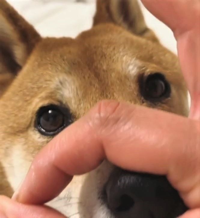 指突っ込みする犬