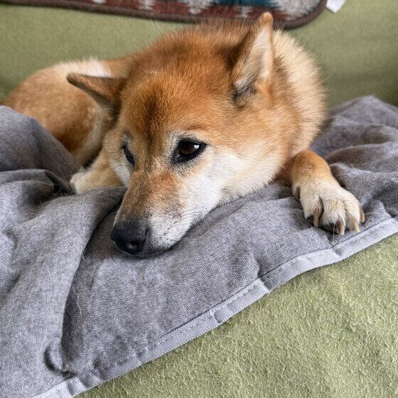 くつろいでいる柴犬