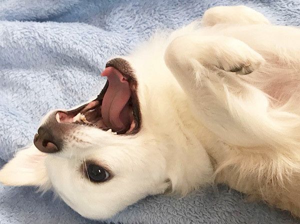 あくびするチワワ