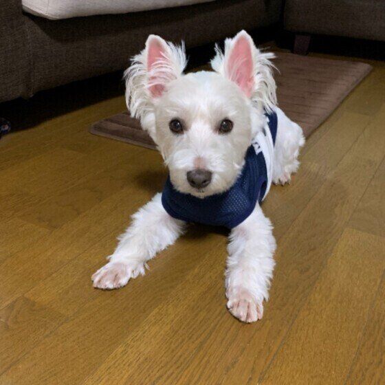 見つめるウエスト・ハイランド・ホワイト・テリア