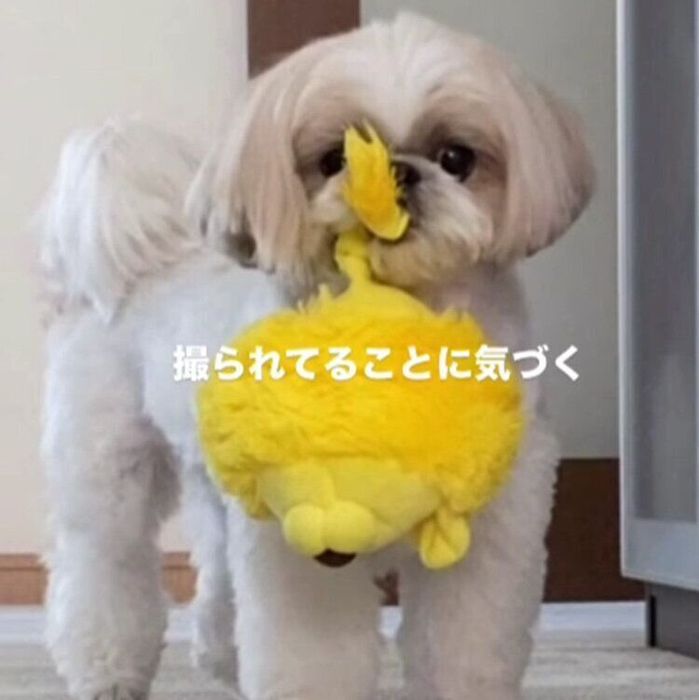 飼い主さんが見かけた光景