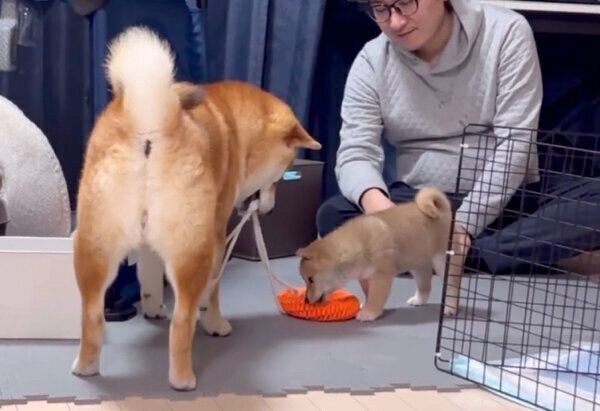 おもちゃを取られたくないけれど、 わらびちゃんと一緒に遊びたいこむぎくん