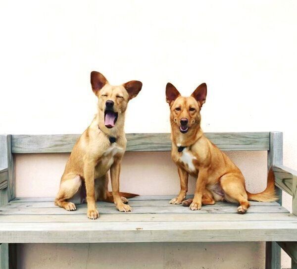 並んで座るむぎちゃんとおこめちゃん