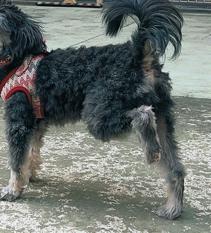 膝蓋骨脱臼の例