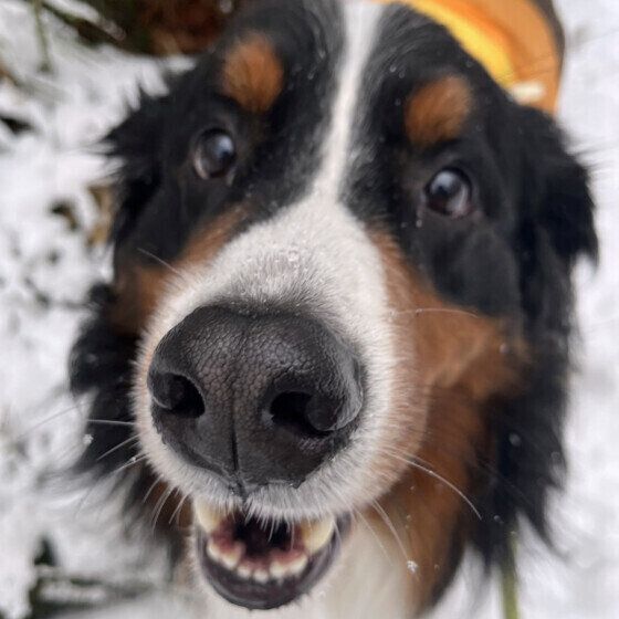 ツルツル滑る！ 犬と雪道や凍結した道を歩く際の注意点とは 愛犬と行く冬散歩のコツ いぬのきもち
