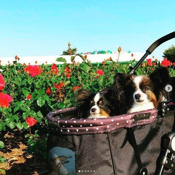 パピヨンの姫ちゃんと王子くん