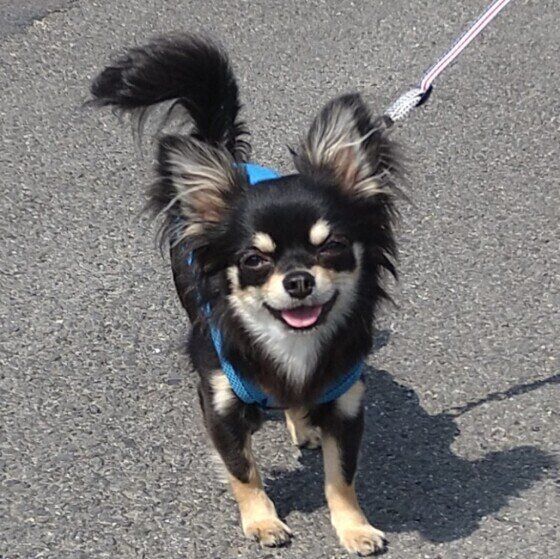 チワワの快くん。ニコニコ笑顔♪