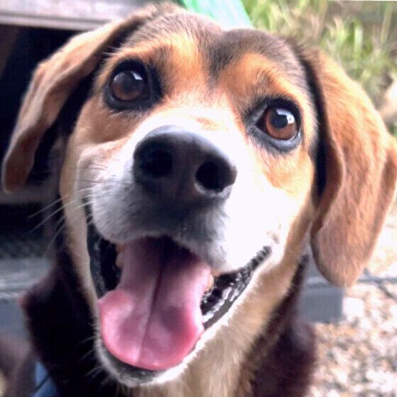 Ｍｉｘのゴン太くん