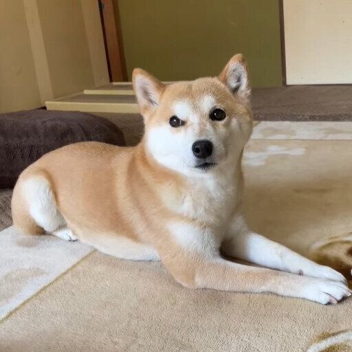 くつろいでいるハナちゃん