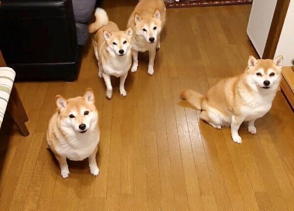「おやつ」の言葉に反応する柴犬一家