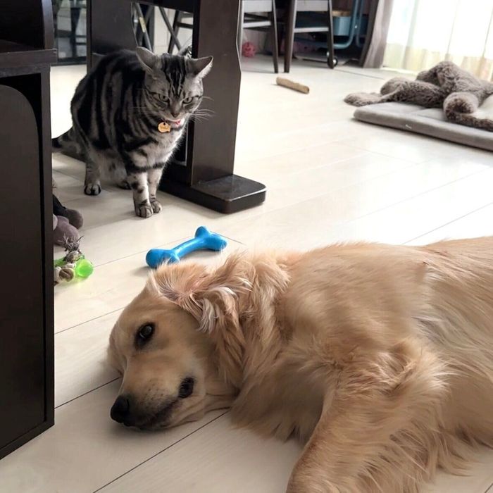 猫(写真:上)と犬(写真:下)