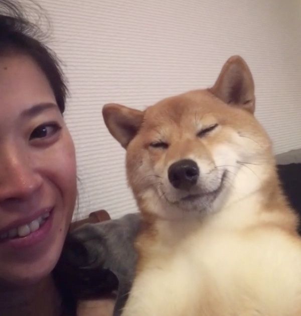 抱っこ中にウトウトする柴犬