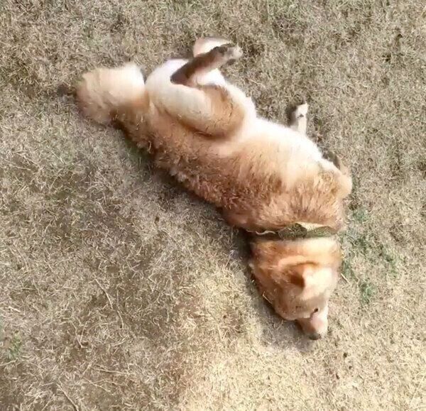 真っ黒になる豆千代くん