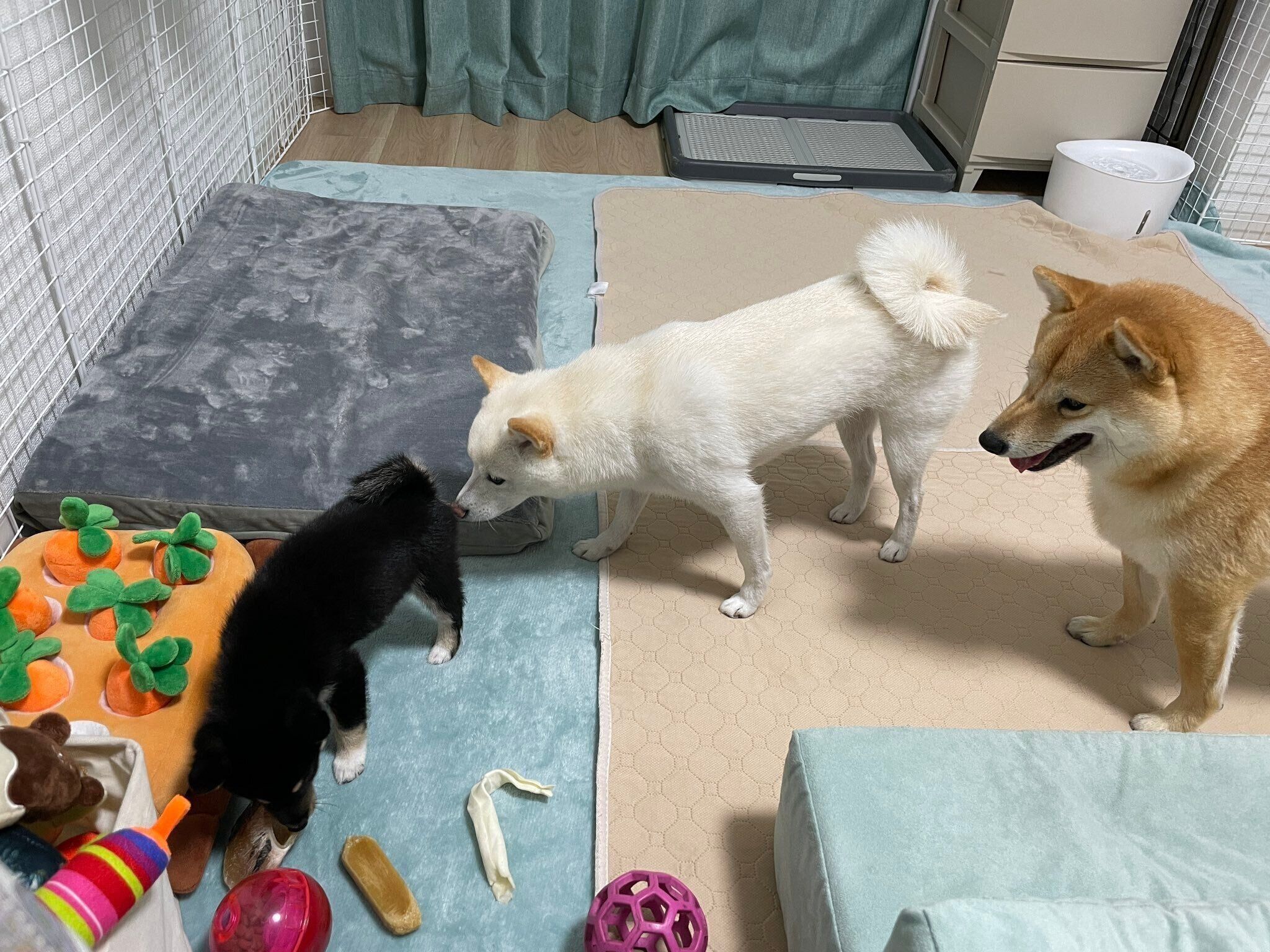 蓮くんを見つめるポン太くん、ソルちゃん