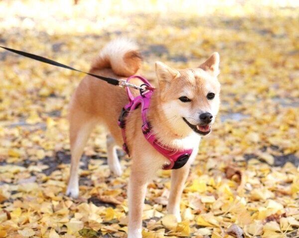 お散歩を楽しむこまりちゃん