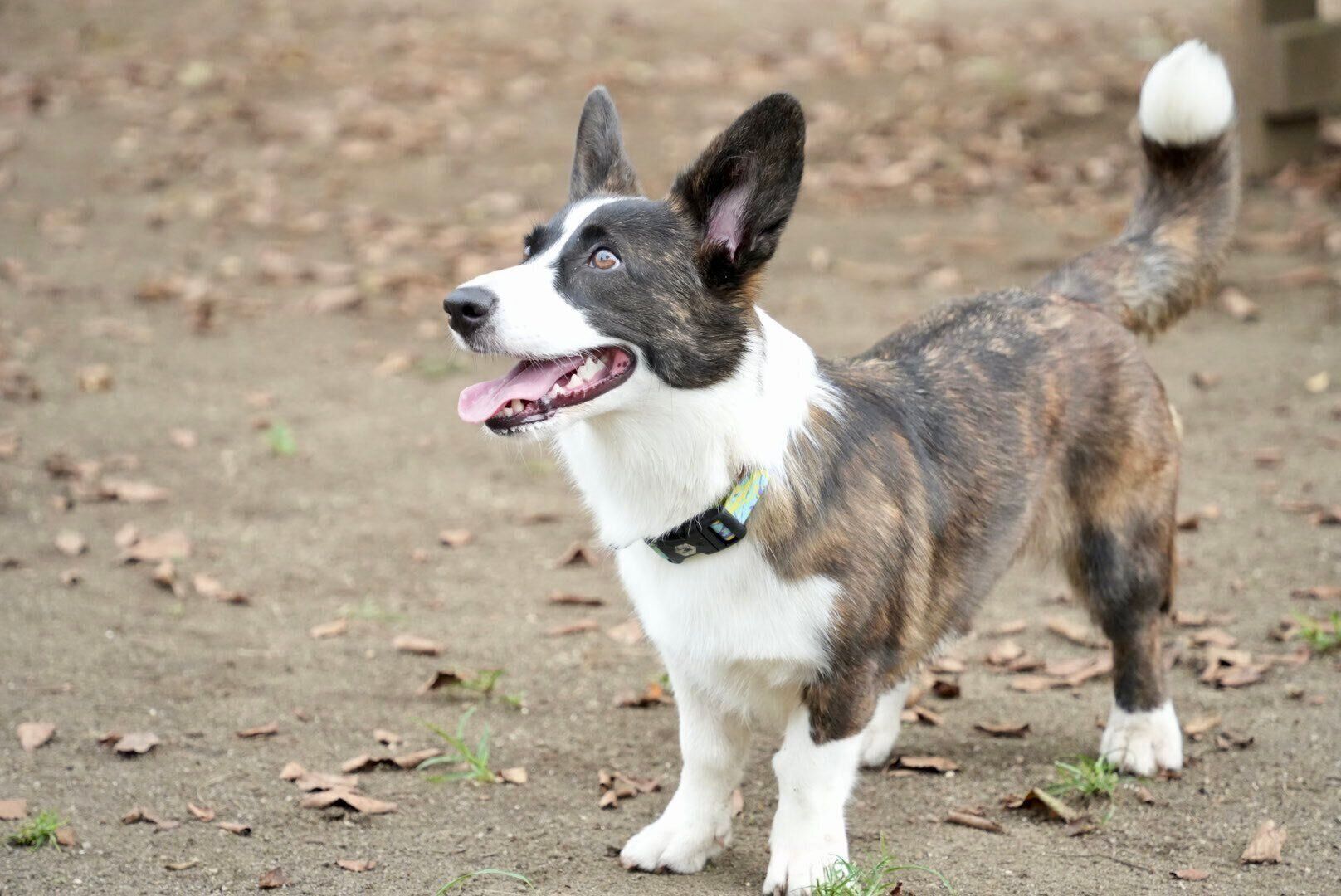 成長したになちゃん