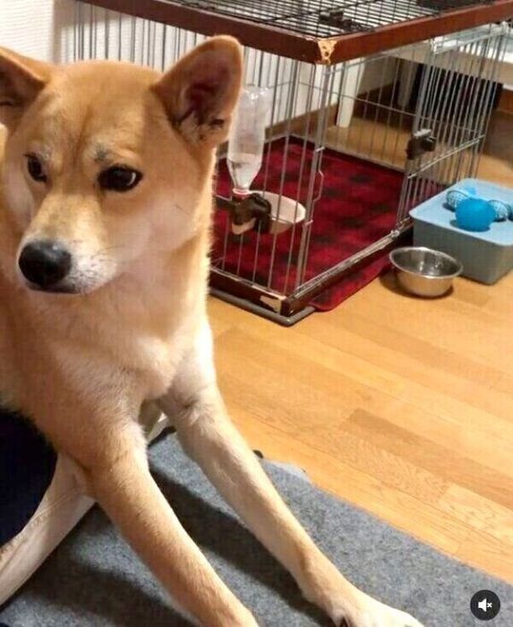 飼い主さんの動きを阻止する朔太郎くん
