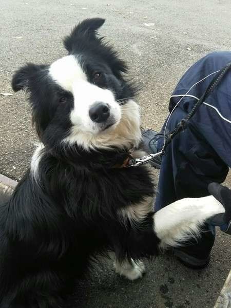 シンスケちゃん