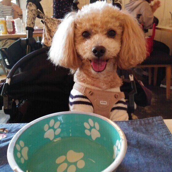 トイ・プードルのハービーくん