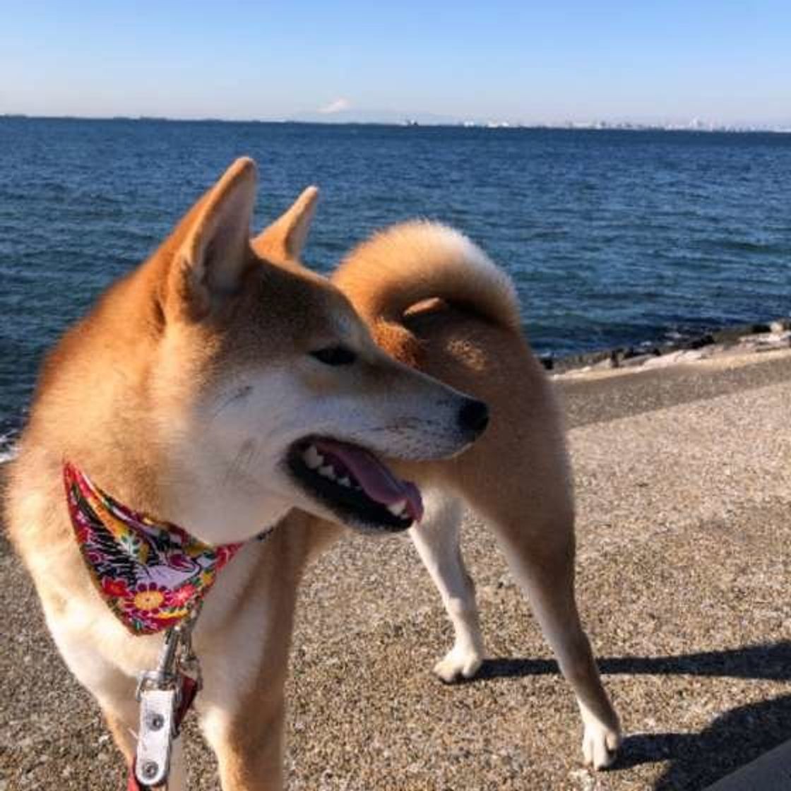 犬が 落ち葉 を食べてしまった 体に起こりうる異変とは いぬのきもちweb Magazine 犬が 落ち葉 を食べてしまった 体に起こりうる異変とは いぬのきもちweb Magazine