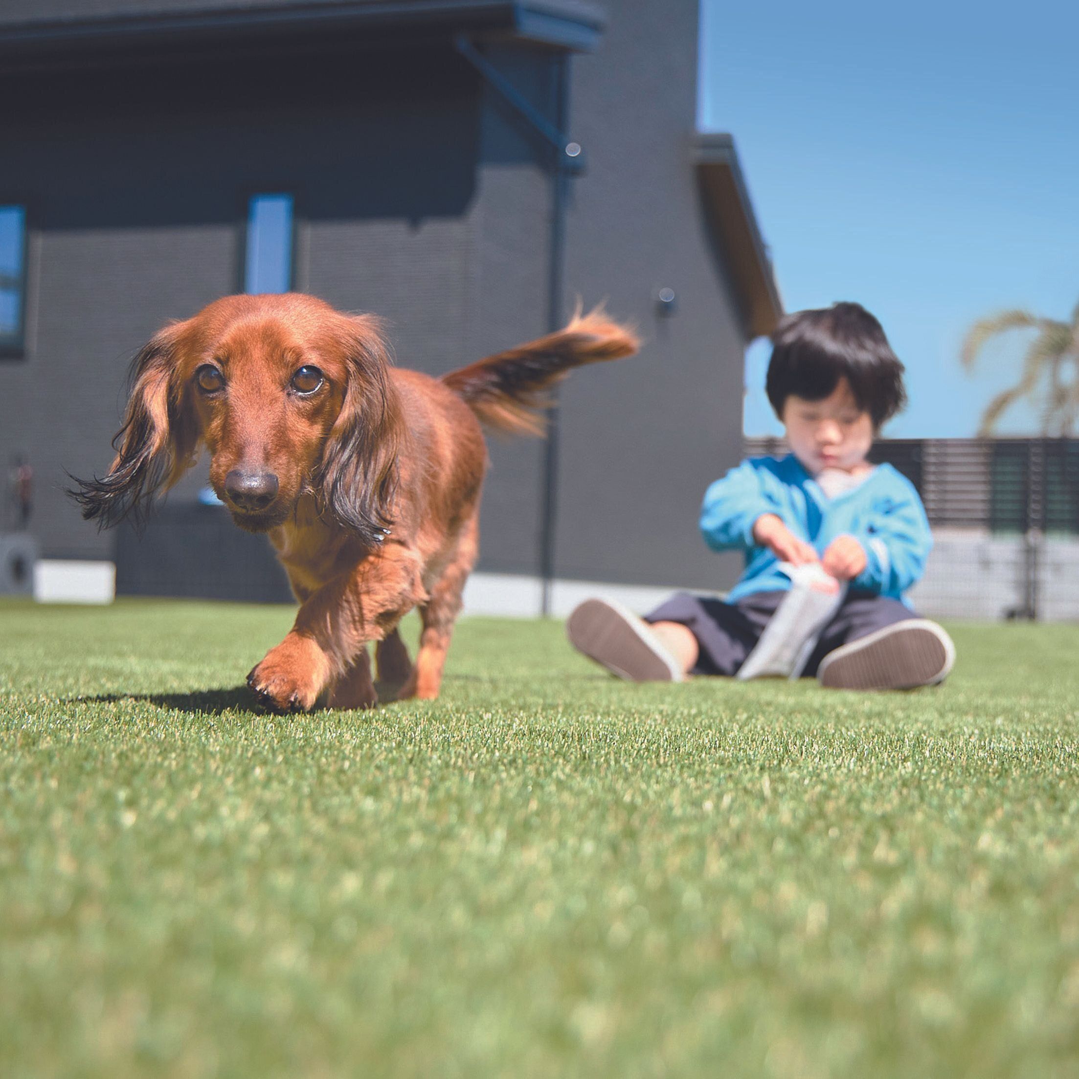 リクくん（６才／カニーンヘン・ダックスフンド／甘えん坊）