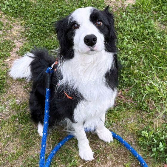 犬のレプトスピラ症の予防と対策 感染の原因や注意点を獣医師に聞いた ボーダー・コリー いぬのきもち