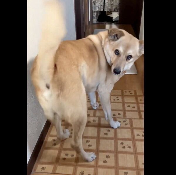 全力のお出迎えをする、てんくん