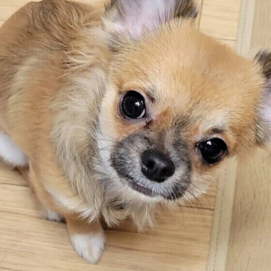 獣医師監修 犬に豆腐を与えるときは注意が必要 与えるメリットとデメリットを解説 いぬのきもちweb Magazine 獣医師監修 犬に豆腐を与えるときは注意が必要 与えるメリットとデメリットを解説 いぬのきもちweb Magazine