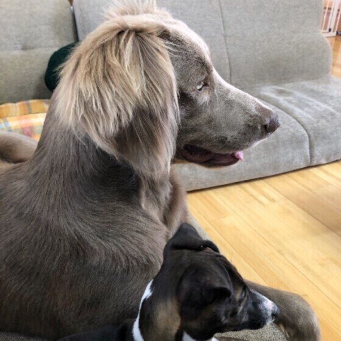 ワイマラナーの特徴と性格 飼い方 価格相場など 犬図鑑 いぬのきもちweb Magazine ワイマラナーの特徴と性格 飼い方 価格相場など 犬図鑑 いぬのきもちweb Magazine