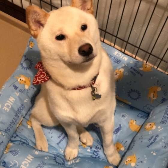 クールベッドに座る柴犬