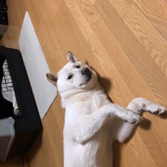 北海道犬のレオくん