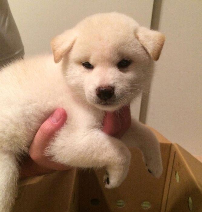 お迎え初日に撮影したしらたまちゃん