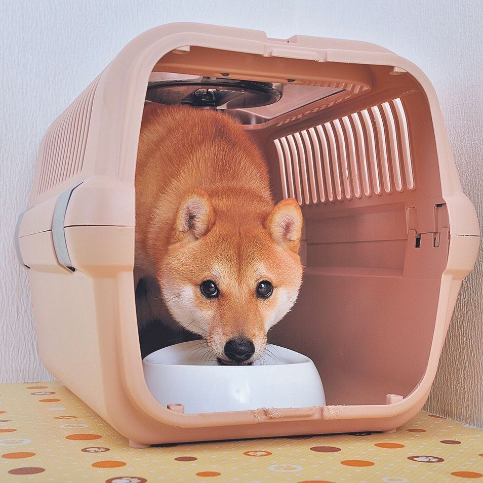 クレートはゴハンを食べられるいい場所に