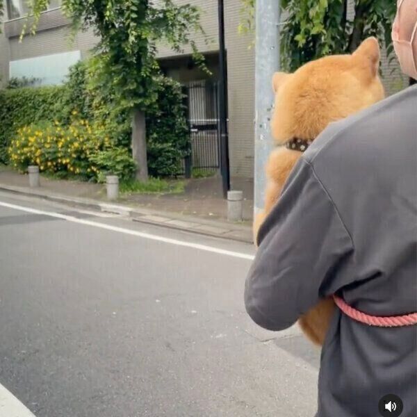 散歩拒否するエマちゃん