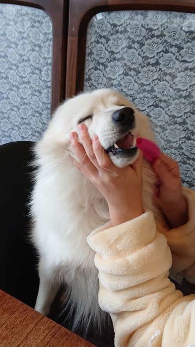 歯みがき中の日本スピッツ