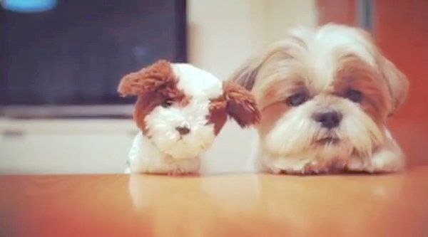 ぬいぐるみにキスをするシー・ズー