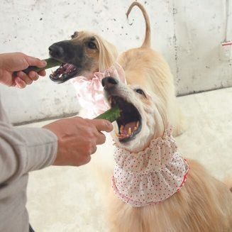 おやつのきゅうりに舌つづみ