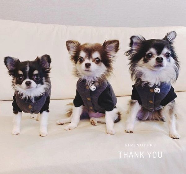 シンプルでナチュラルな犬服：キミノフク。