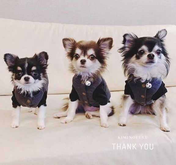 シンプルでナチュラルな犬服:キミノフク。