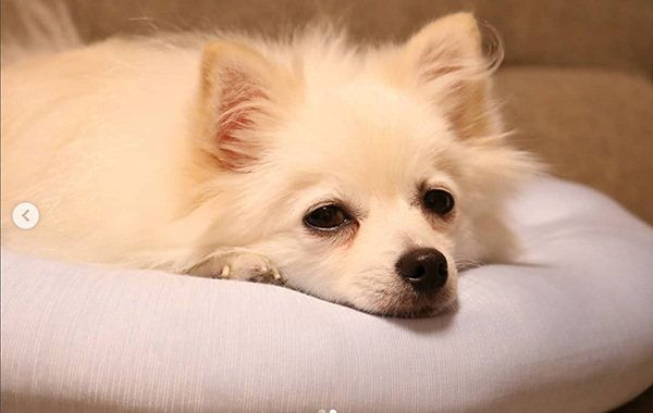 くつろぐポメラニアン