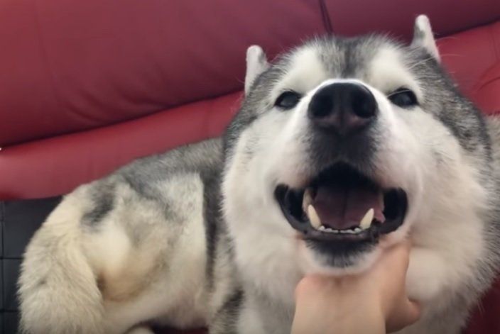 なでなでされるシベリアン・ハスキー