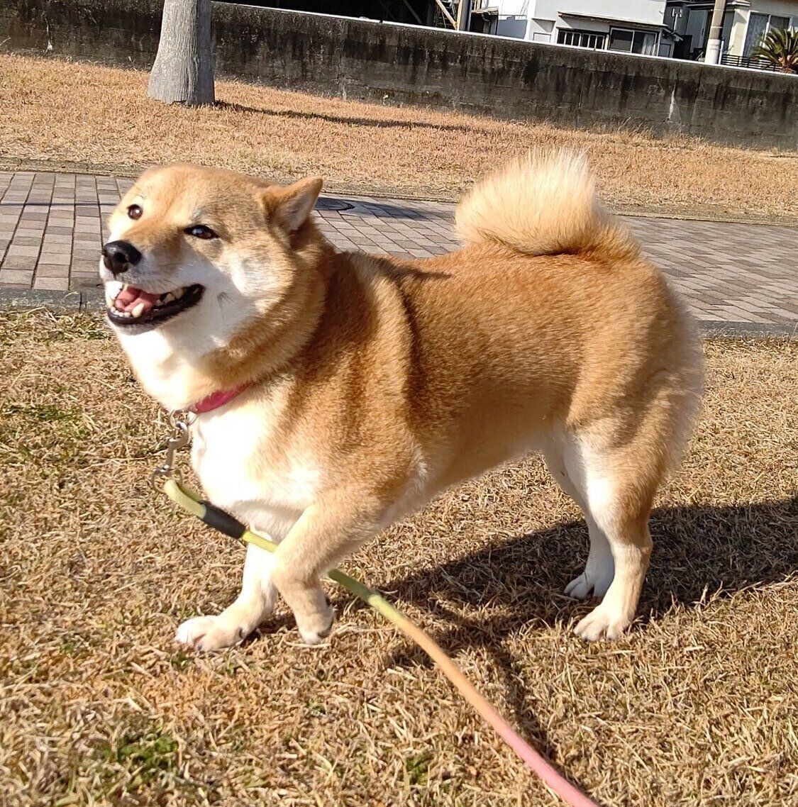 楽しそうなオルカちゃん